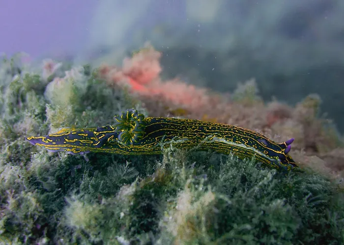 Atlantic 아파트호텔 3*