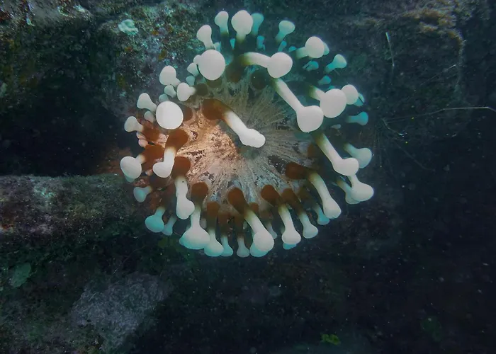 Apartmanhotel Atlantic 3*