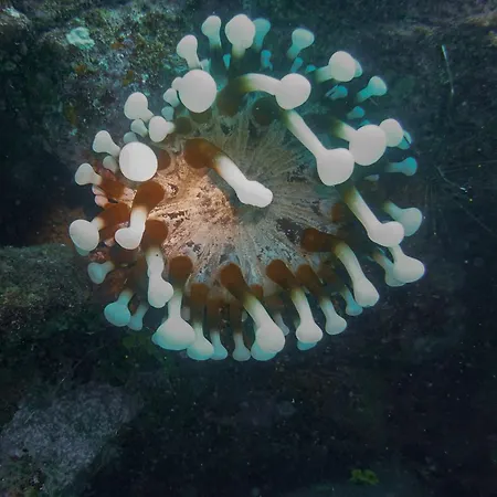 아파트호텔 Atlantic 3*